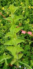 Hypericum hirsutum