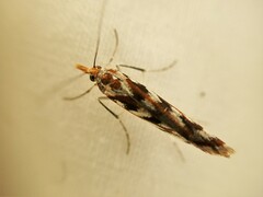 Orocrambus xanthogrammus