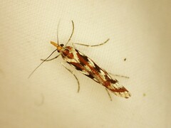 Orocrambus xanthogrammus