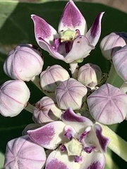 Calotropis