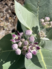 Calotropis
