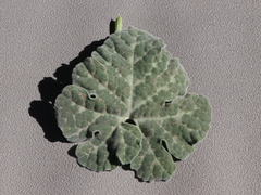 Cucurbita cordata