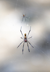 Trichonephila clavipes