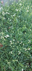 Baccharis articulata