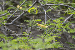 Prosopis pallida
