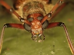 Ochrocydus huttoni