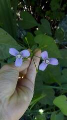 Ennealophus euryandrus euryandrus