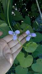 Ennealophus euryandrus euryandrus