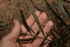 Acacia maidenii