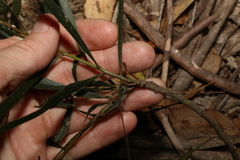 Acacia maidenii