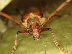 Ochrocydus huttoni