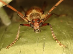 Ochrocydus huttoni