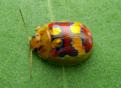 Paropsisterna gloriosa