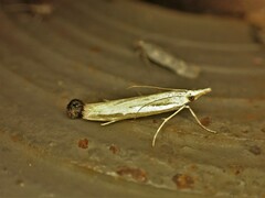 Orocrambus flexuosellus