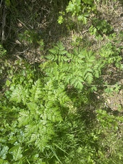 Anthriscus caucalis