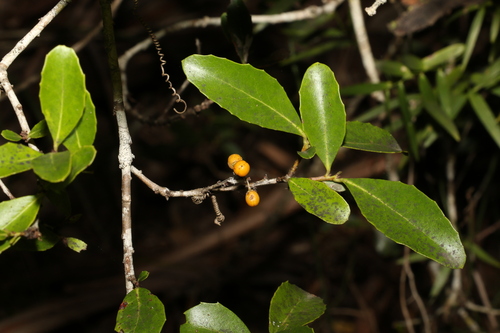 Image of Orangebark (Denhamia bilocularis) by (c) Greg Tasney, some rights reserved (CC BY-SA)
