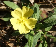 Crocanthemum corymbosum