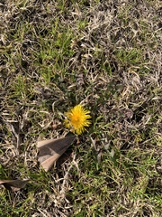 Taraxacum