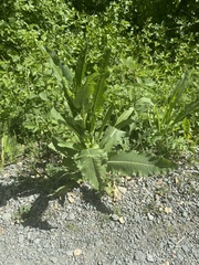 Dipsacus sativus