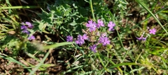 Glandularia tenera