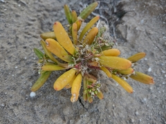 Cistanthe ambigua