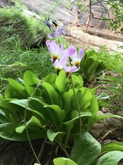Primula pauciflora zionensis