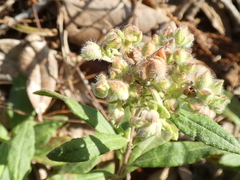 Crocanthemum corymbosum