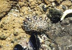 Cellana ornata