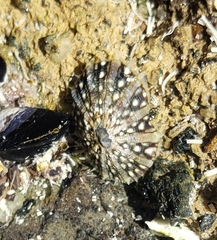 Cellana ornata