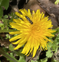 Fazia micrura