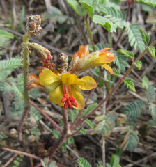Hoffmannseggia glauca