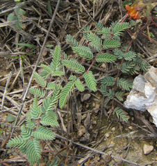 Hoffmannseggia glauca