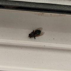 Sarconesia chlorogaster