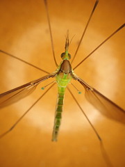 Leptotarsus albistigma