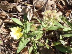 Crocanthemum corymbosum