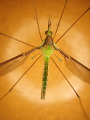 Leptotarsus albistigma