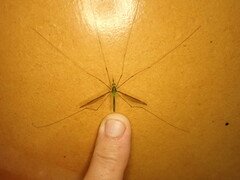 Leptotarsus albistigma