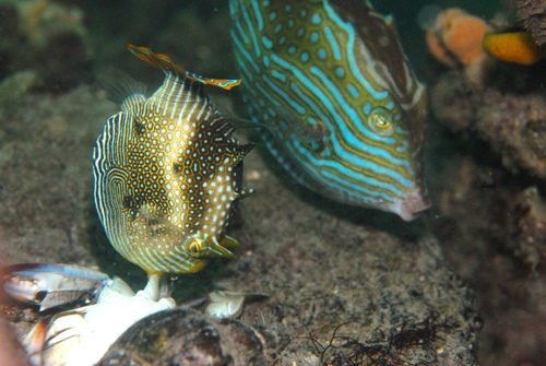 Ornate cowfish (Aracana ornata) — Aracanidae