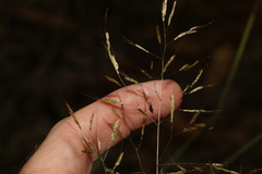 Capillipedium spicigerum