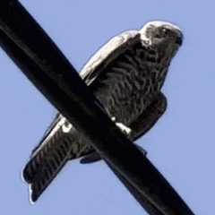 Accipiter cirrocephalus
