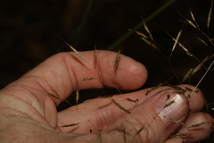 Capillipedium spicigerum