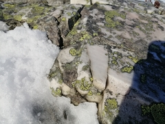 Rhizocarpon geographicum