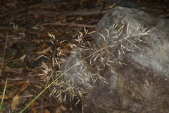 Capillipedium spicigerum