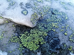Rhizocarpon geographicum