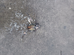 Chalcosoma
