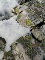 Rhizocarpon geographicum