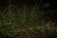 Capillipedium spicigerum