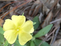 Crocanthemum corymbosum