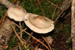 Marasmiineae