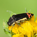 Yellow-margined Flower Buprestid - Photo (c) Greg Lasley, some rights reserved (CC BY-NC), uploaded by Greg Lasley
